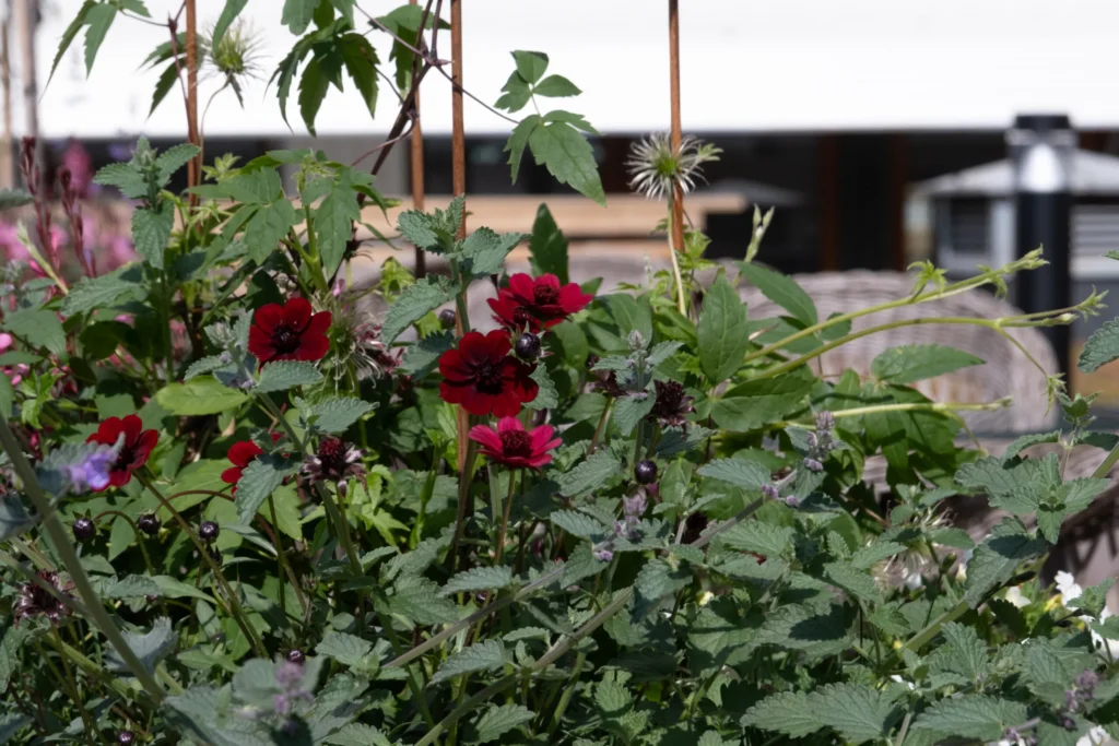 Blommor i kruka på takterrassen hos Arkipelagens kontorshotell Järntorget.